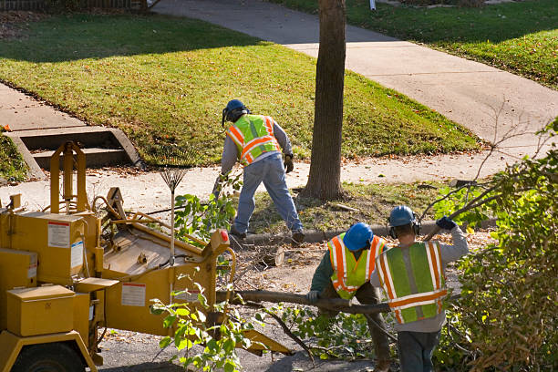 Best Emergency Tree Removal Services  in USA